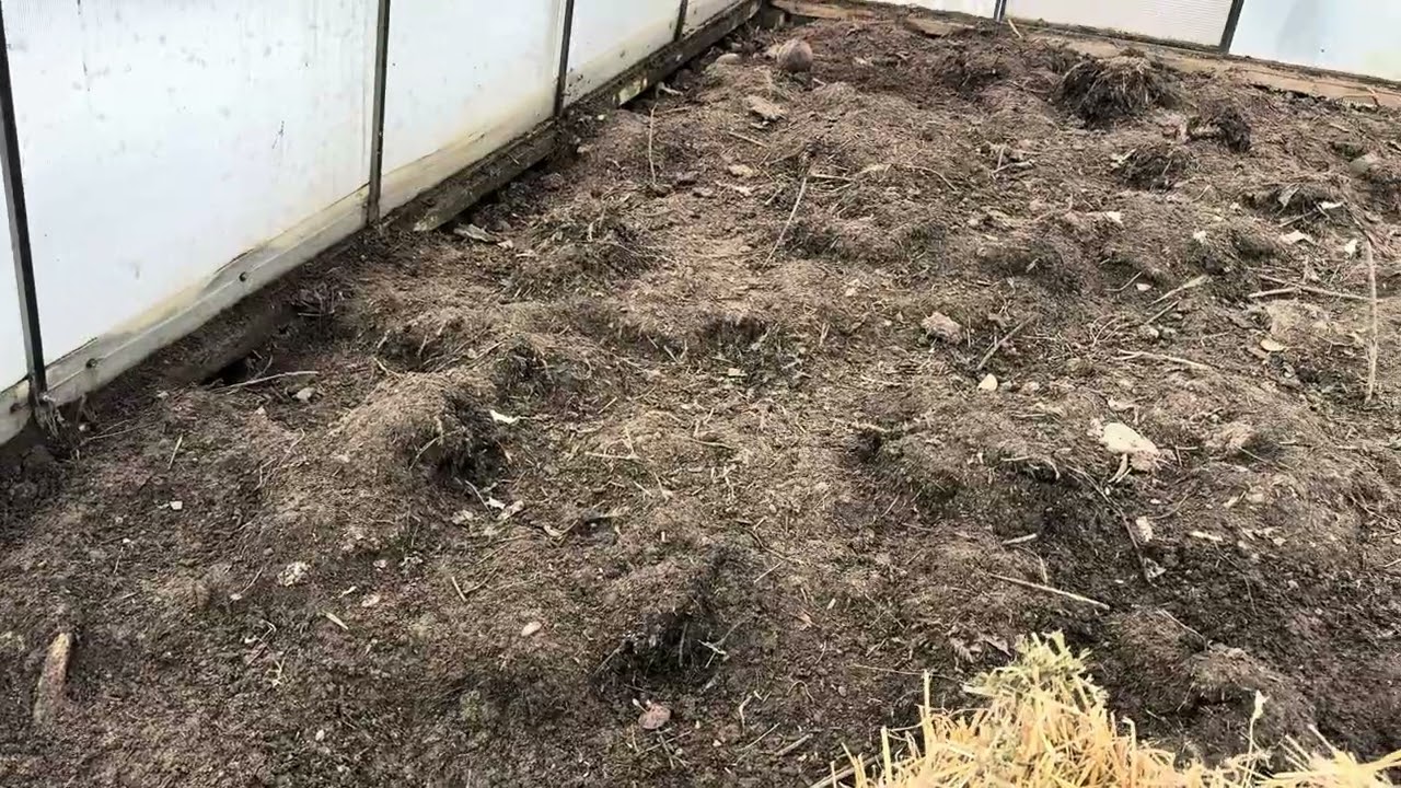Przygotuj tak glebę już teraz, a będziesz miał obfite plony pomidorów 🍅 