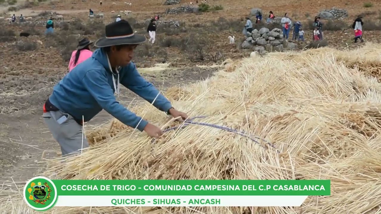 CUSTUMBRES C.P DE CASABLANCA- QUICHES- SIHUAS- ANCASH (Cosecha de Trigo)