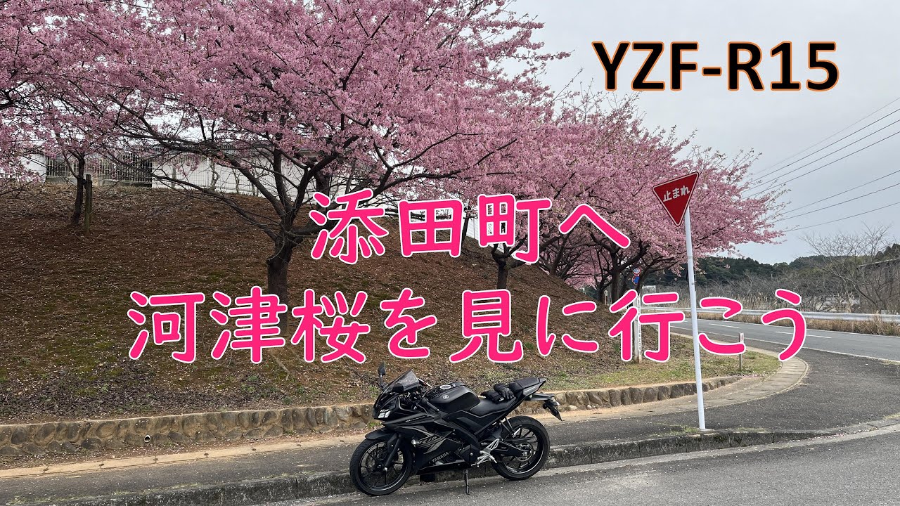 福岡発　添田町へ河津桜を見に行こう
