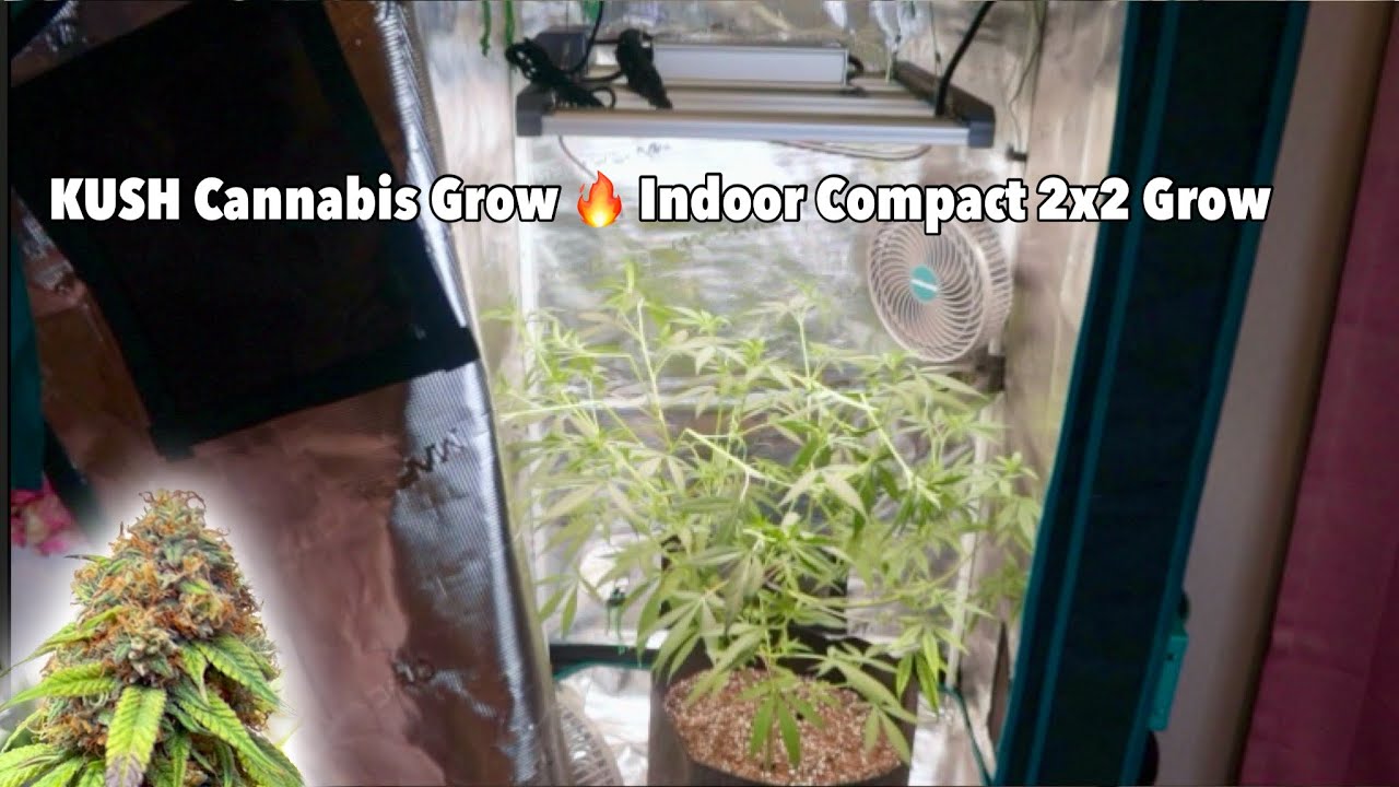 2x2 Cannabis Grow Tent  🌱 BLUE CHERRY KUSH Indoor Cannabis | Ft. Mars Hydro