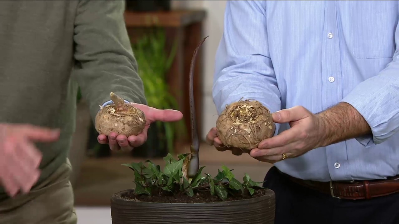 Breck's Mammoth 5 pc. Voodoo Lilies on QVC
