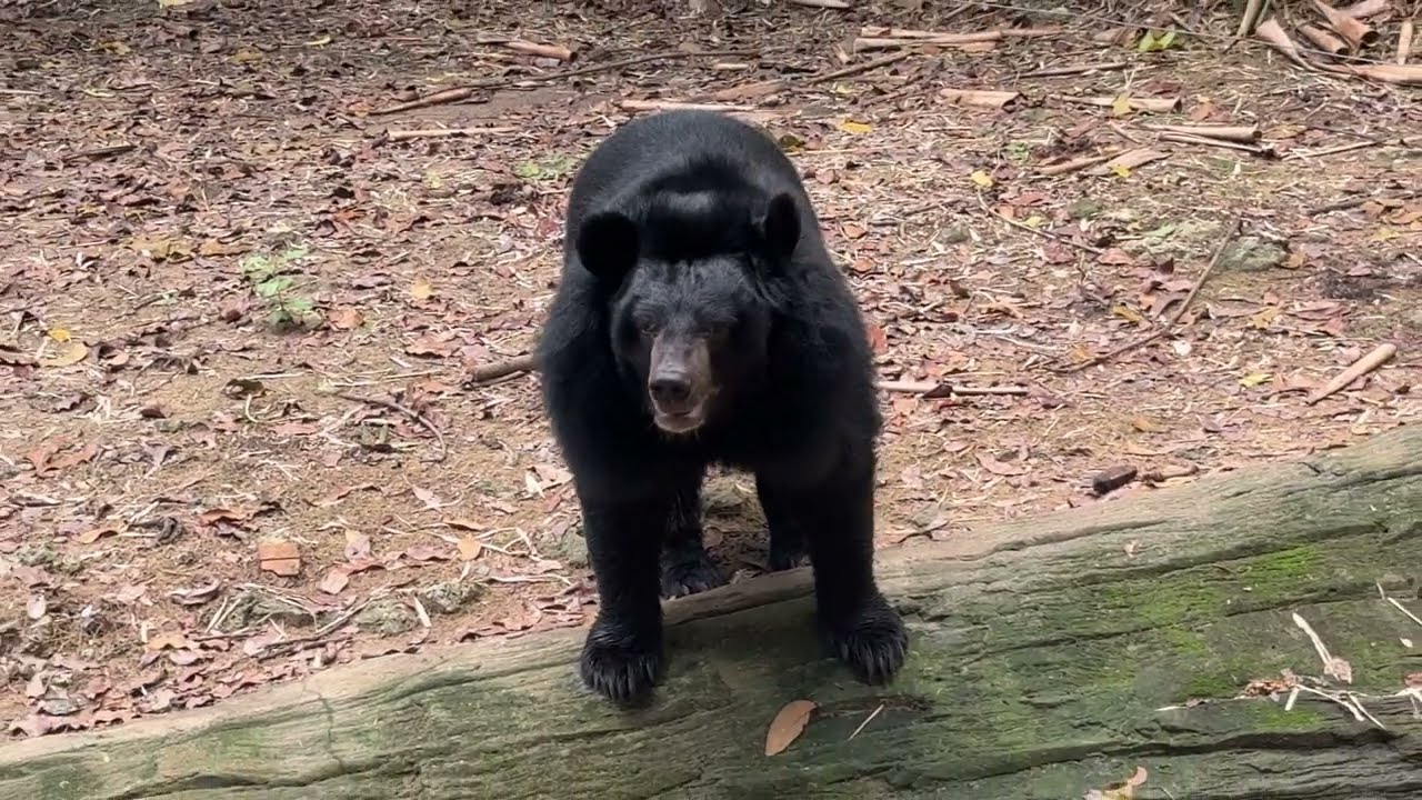 Beautiful black bear 