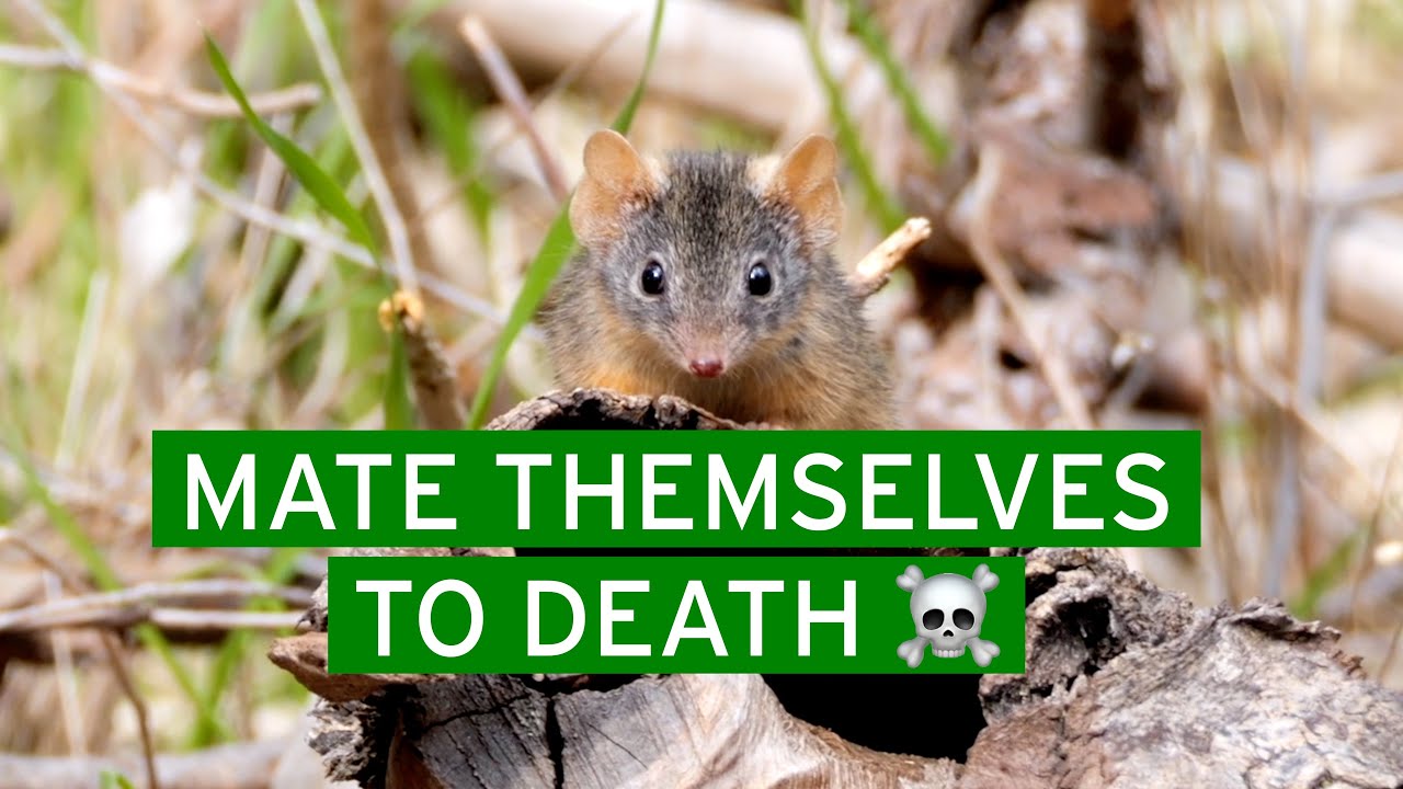 The Yellow-footed Antechinus: The tiny marsupial that has sex until it dies!