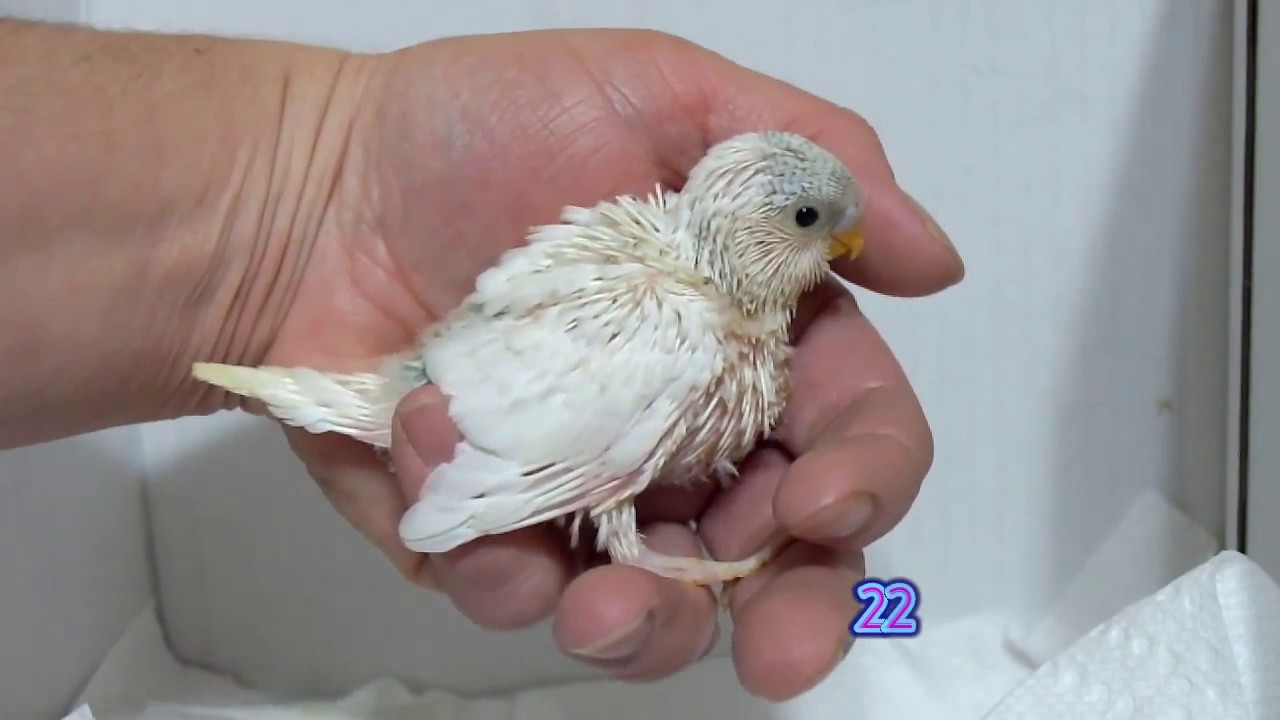 Growth of a  White Pied Baby Budgie