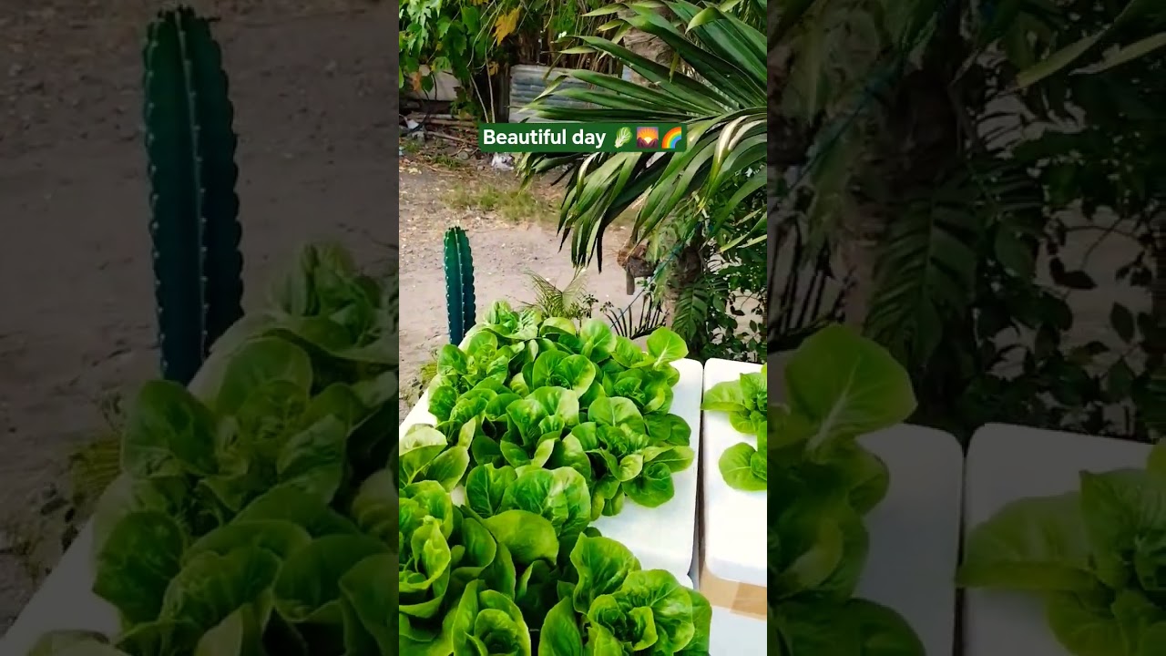 #beautiful #planting #plantlover #beautifulday #video #viral #viralvideo #viralshorts #vlog #virals