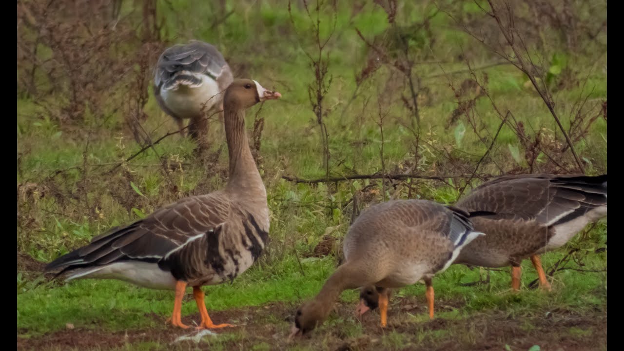 2022 11 06 Nagy Lilik /Anser albifrons/   csapat 4k Hortobágyi Nemzeti Park