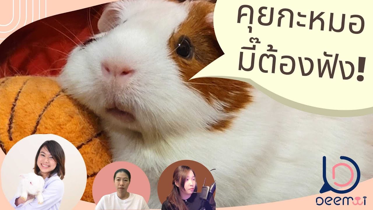 วิธีเลี้ยงหนูแกสบี้-แฮมสเตอร์ ห้ามพลาด | ช่วงสุขภาพสัตว์น่ารู้กับ DEEMMI EP.1 (Part 1)