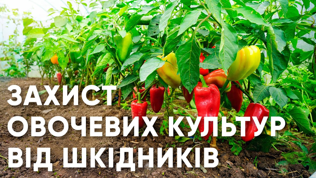 Защита овощных культур от вредителей с помощью инсектецидов и адъюванта ENZIM Biotech