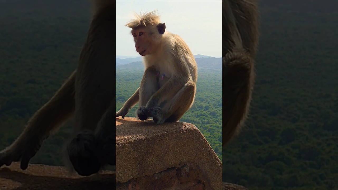 what is he saying🙄🙄@WatchandRewatch2809#views #monkey #funny #viral #shorts