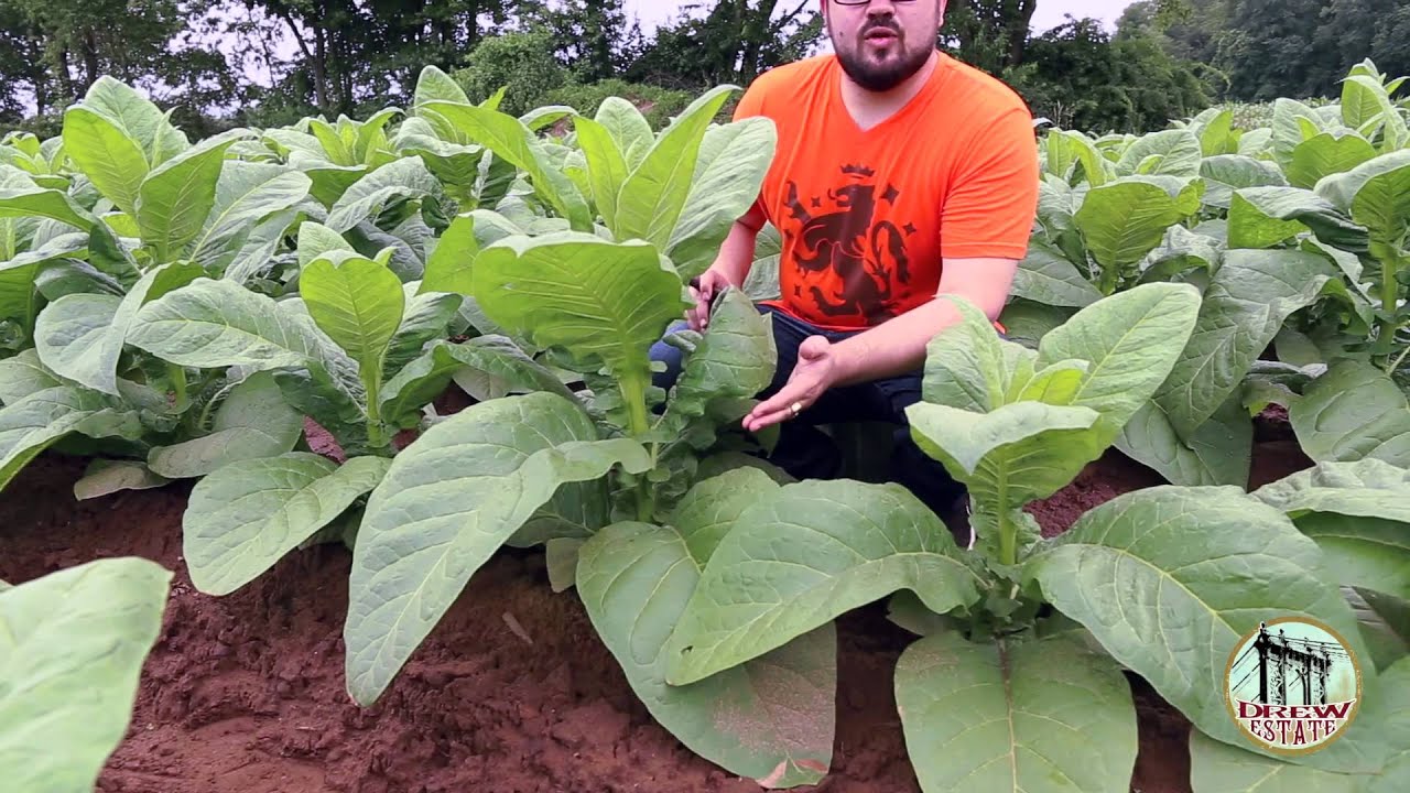 Liga Privada T52 and Stalk-Cut Wrapper Tobacco by Drew Estate Cigar