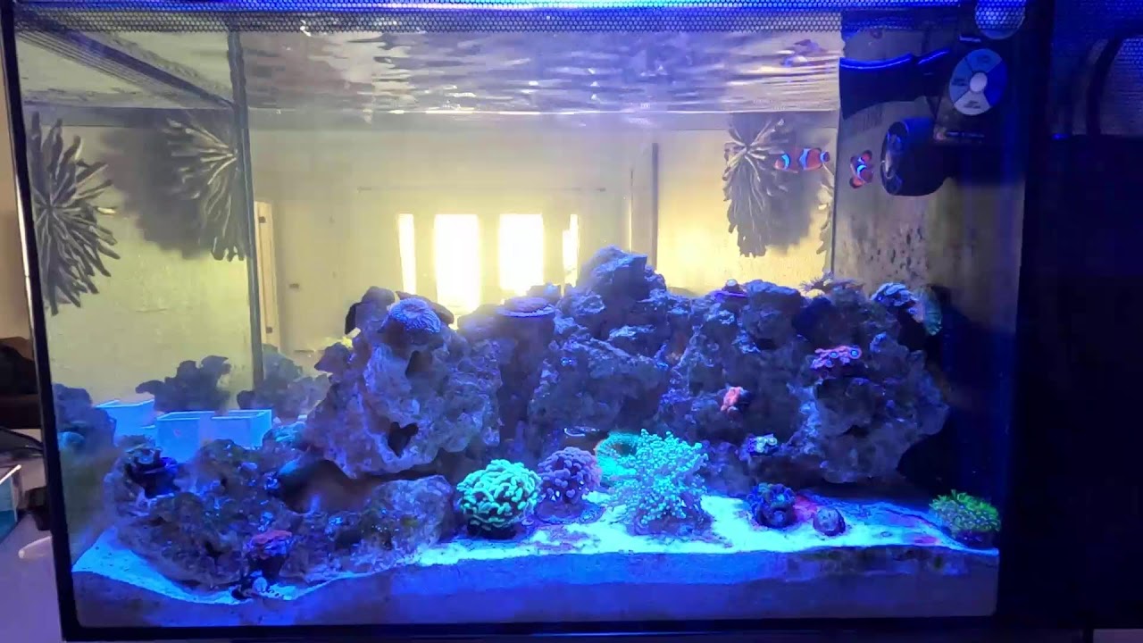 Nano Reef Tank Live Stream