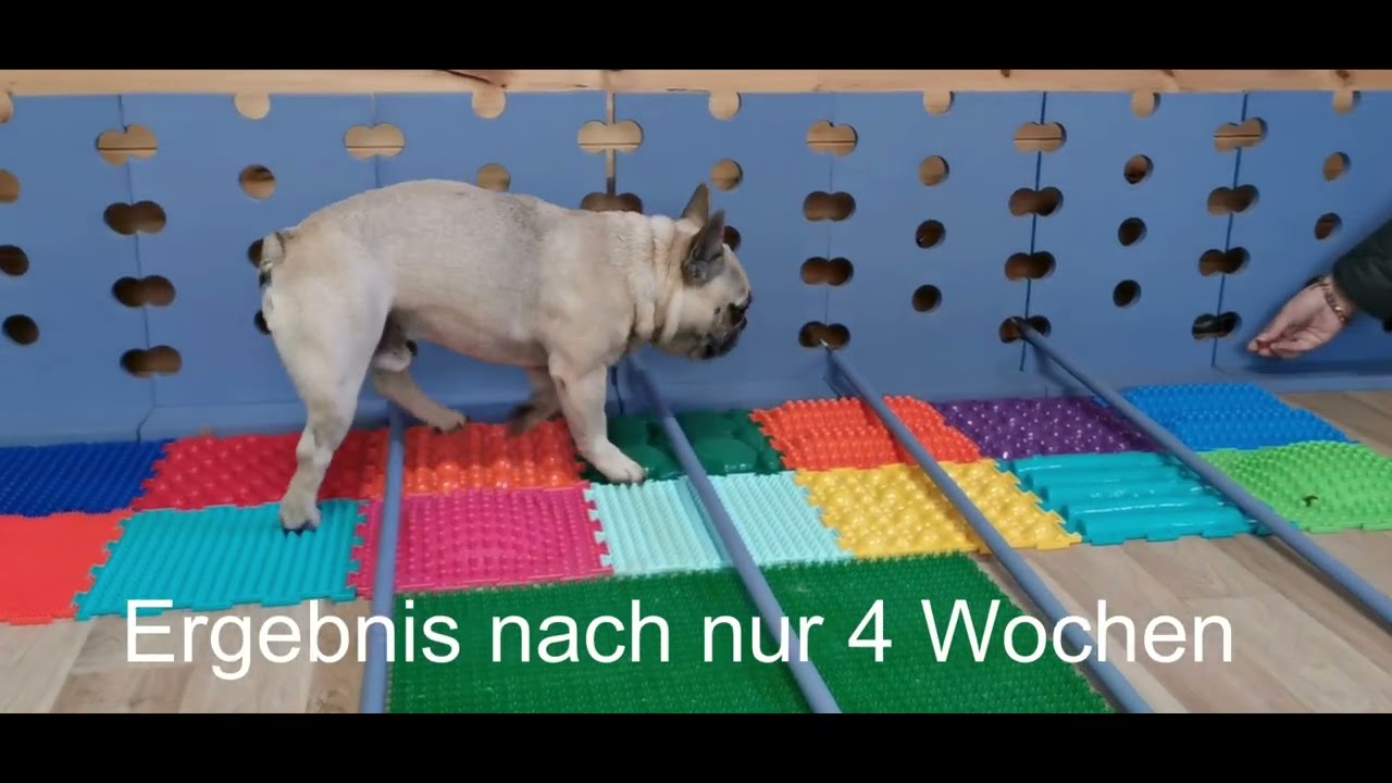 Physiotherapie nach Bandscheibenvorfall Hund