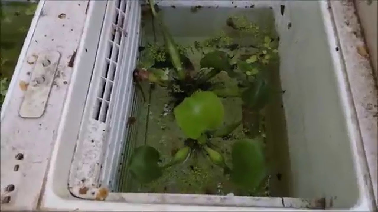 Eliminacion de Algas Unicelulares con Aspirina