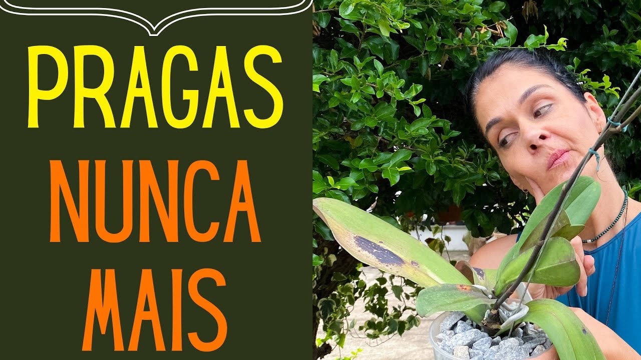 PRAGAS E DOENÇAS:  Como identificar e eliminar pragas e doenças nas plantas (e nas orquídeas)