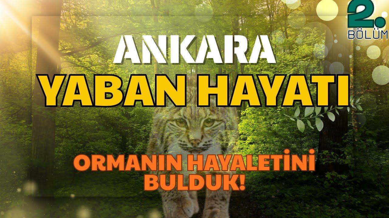 Дикая природа Анкары. Эпизод 2. Мы нашли призрака леса!