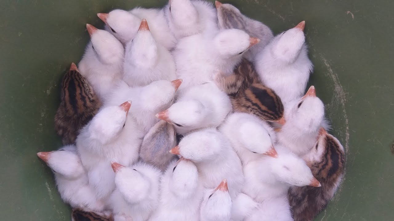 Nasceram Muitas Angolas Branca, Mostrando o Novo Ninho das Angolas.