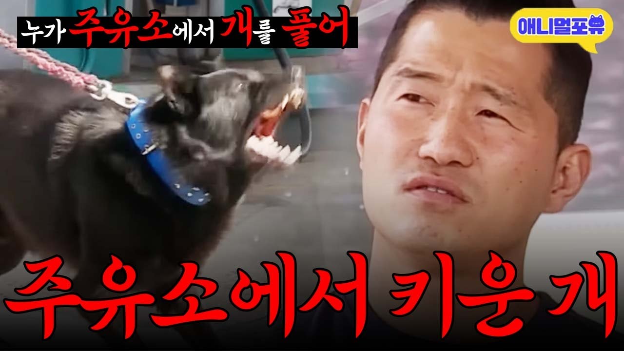 [주유소 1부] 주유소에서 개를 풀어 놓고 키웠다? 황당한 강형욱 반응 I KBS 개는 훌륭하다 210510 방송