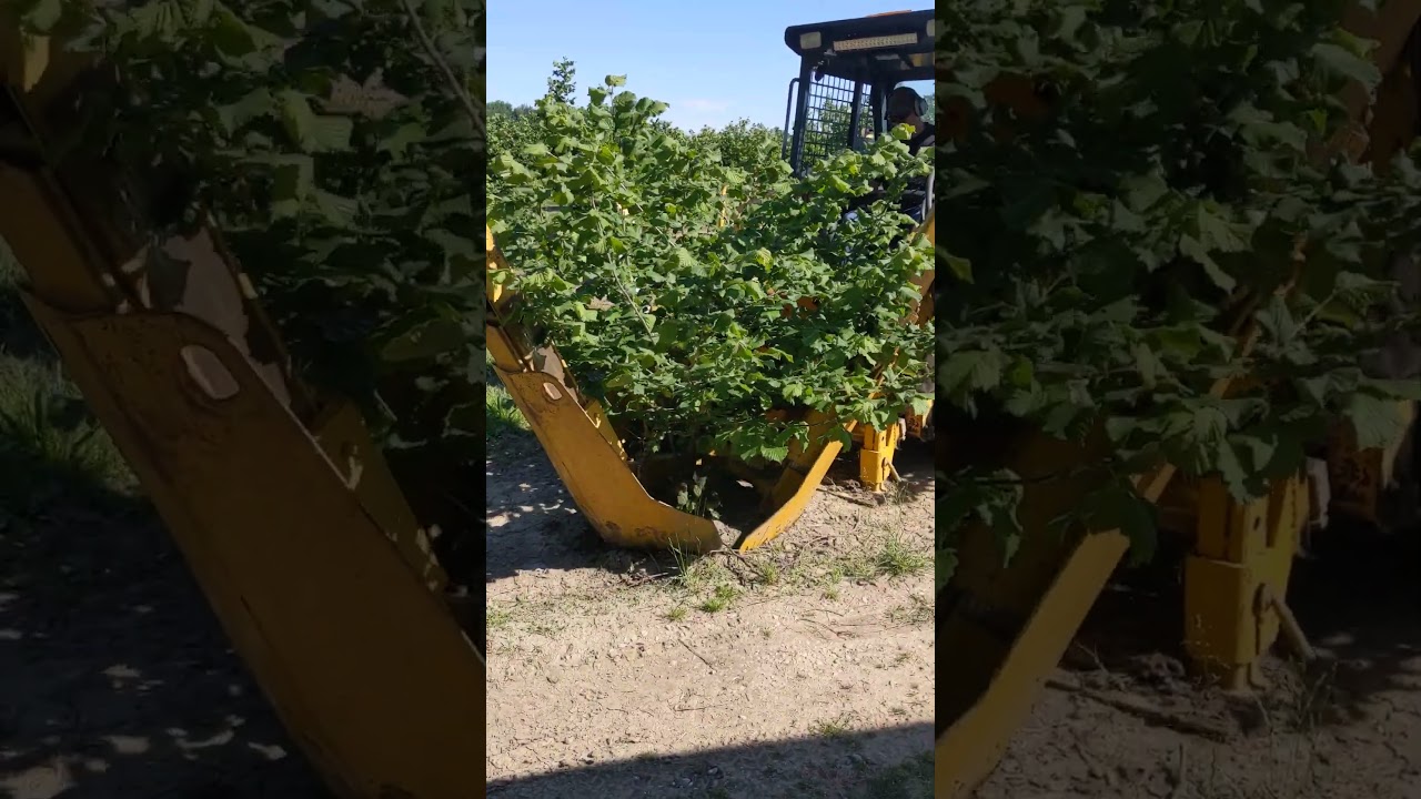 Moving hazelnut trees in less than 3 minutes #hazelnut