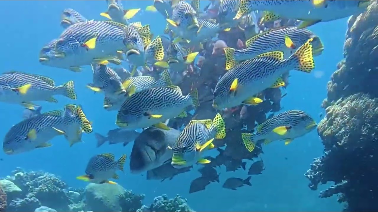 Turtles galore Saxon Reef 