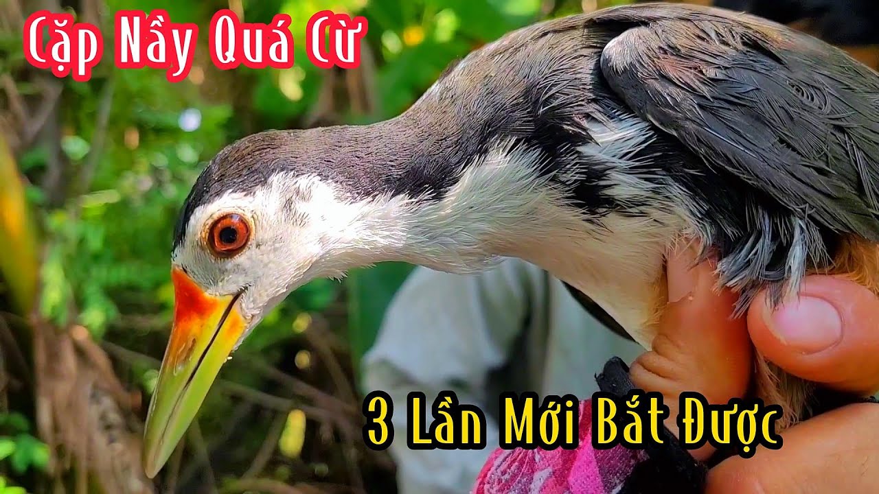 Cặp Mồi Mái Này Quá Đẳng Cấp Chinh Phục Cặp Bổi Cừ Lâu Năm Quá Hây | Đam Mê Săn Bắt