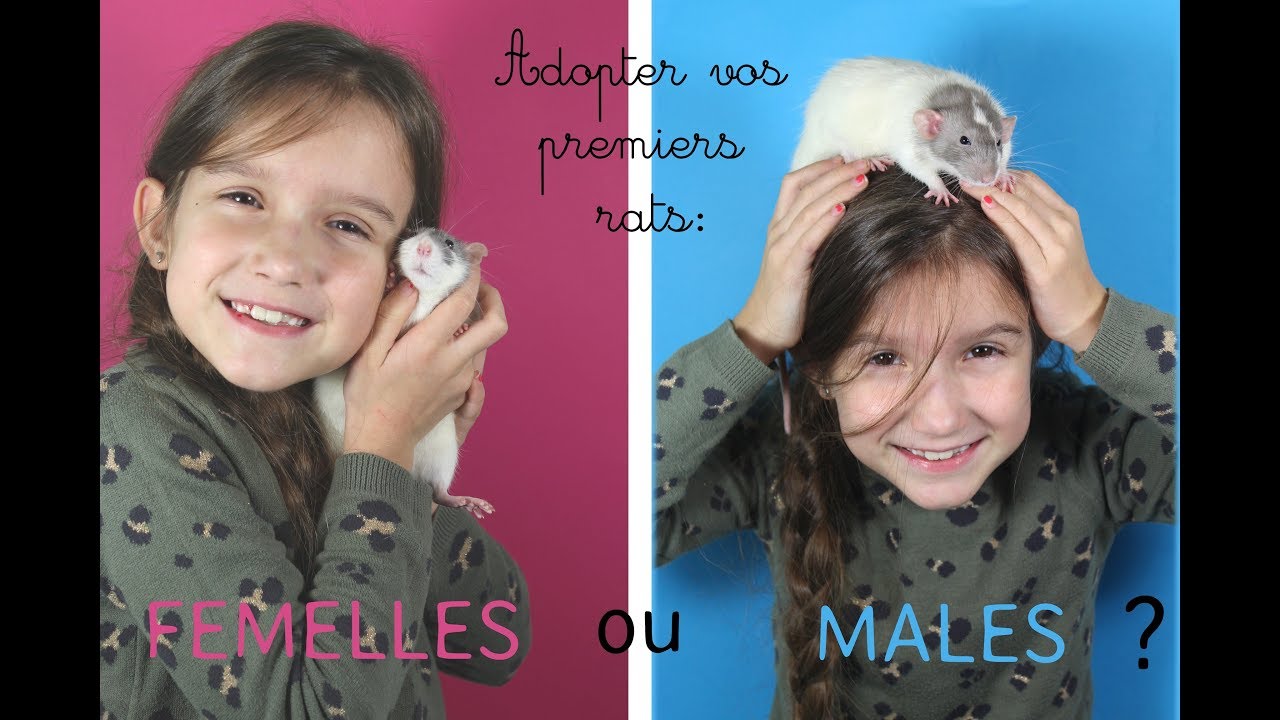 ADOPTER SES PREMIERS RATS :  FEMELLES OU MALES?