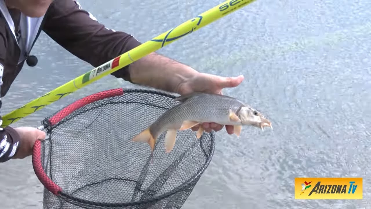 MONDO PESCA - CANNA FISSA AMORE MIO -  PIZZIGHETTONE -  FIUME ADDA  -#pesca  #fishing