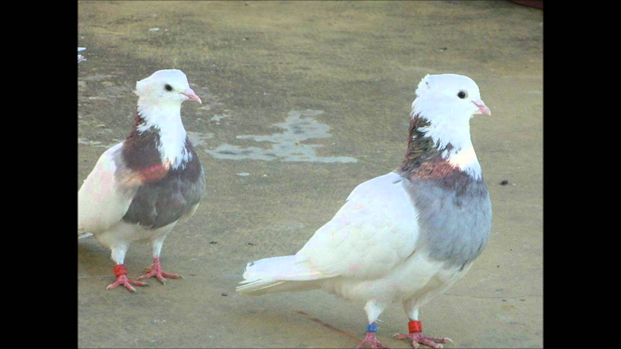 koter duvor  kaftar