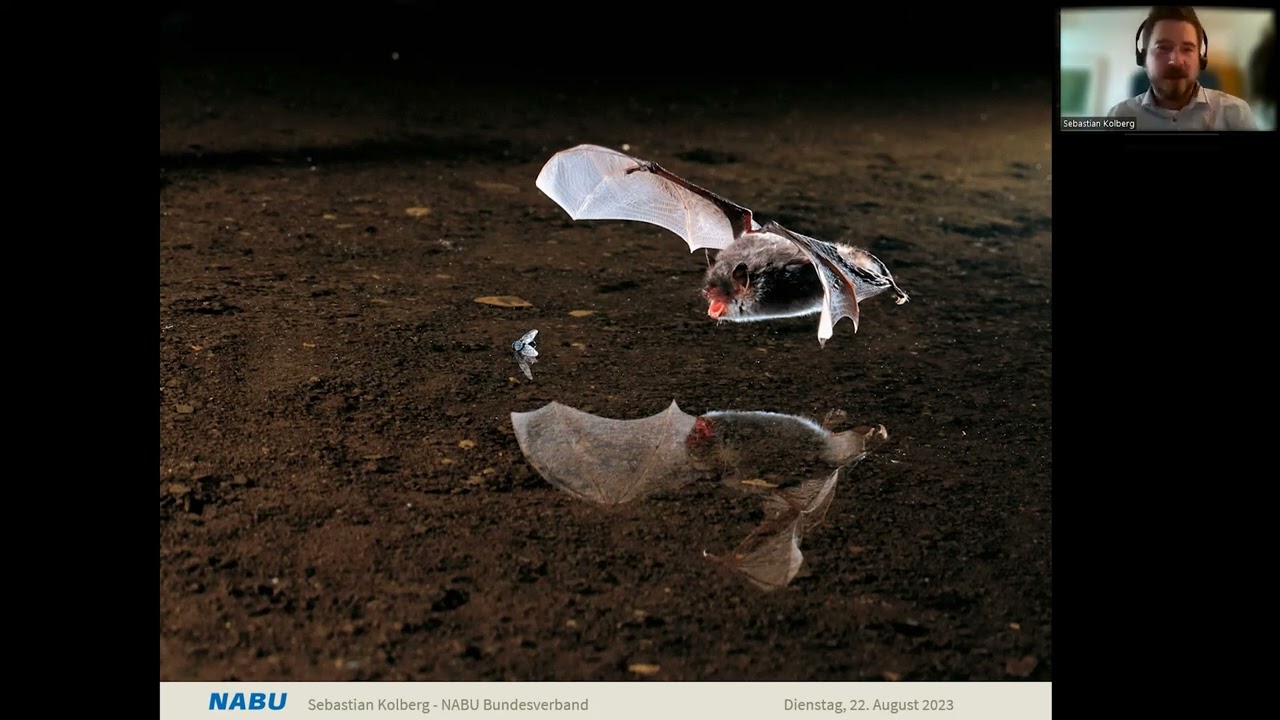 🦇Die Schönen der Nacht: Fledermäuse. NABU Vortrag mit Kurz-Porträts der Fledermaus Arten (08/2023)