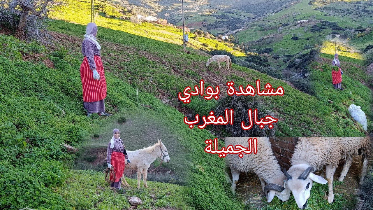 اجواء القرية و أجوائها الطبيعية هادي حياة المرأة القروية المكافحة بامتياز 🤗