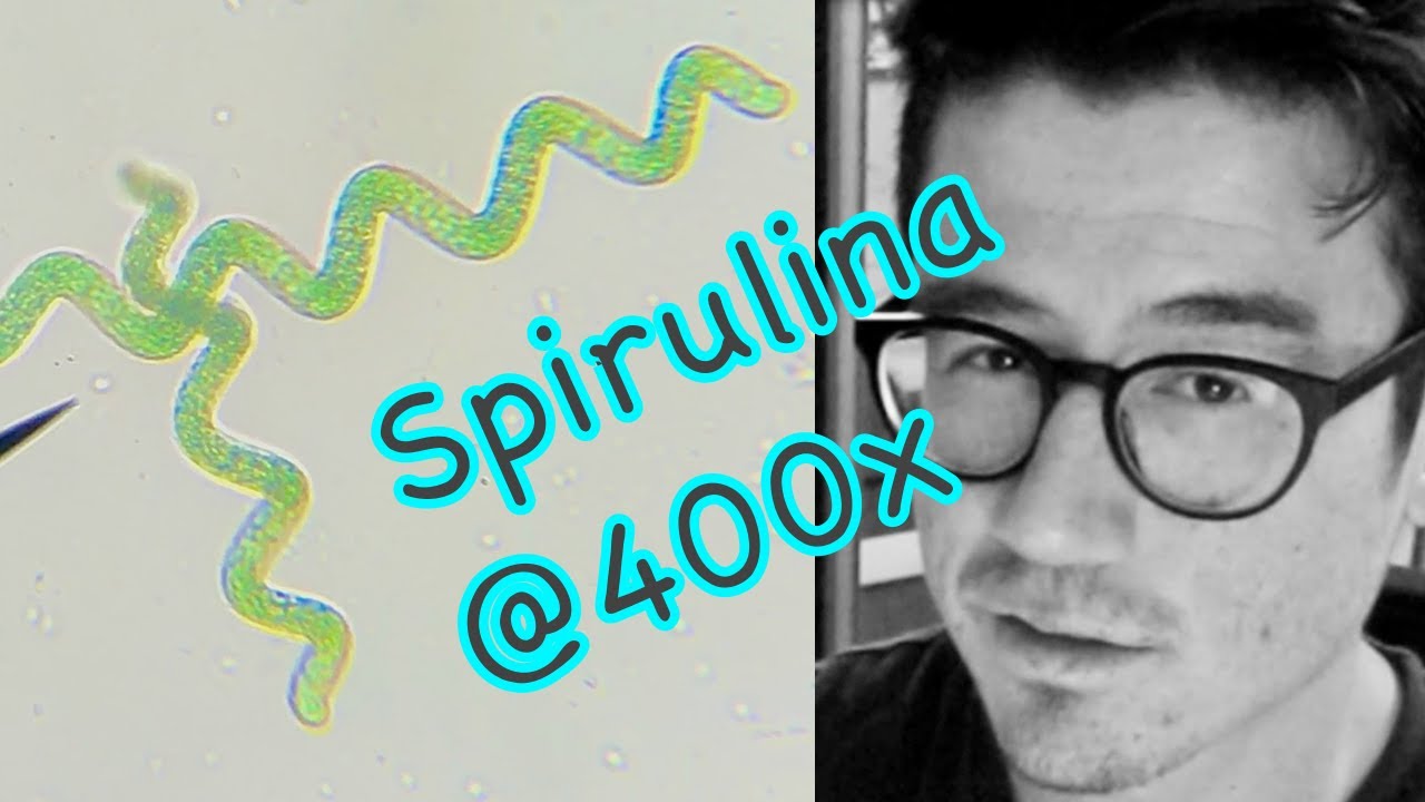 SPIRULINA unboxing, microscope viewing, and start growing algae!