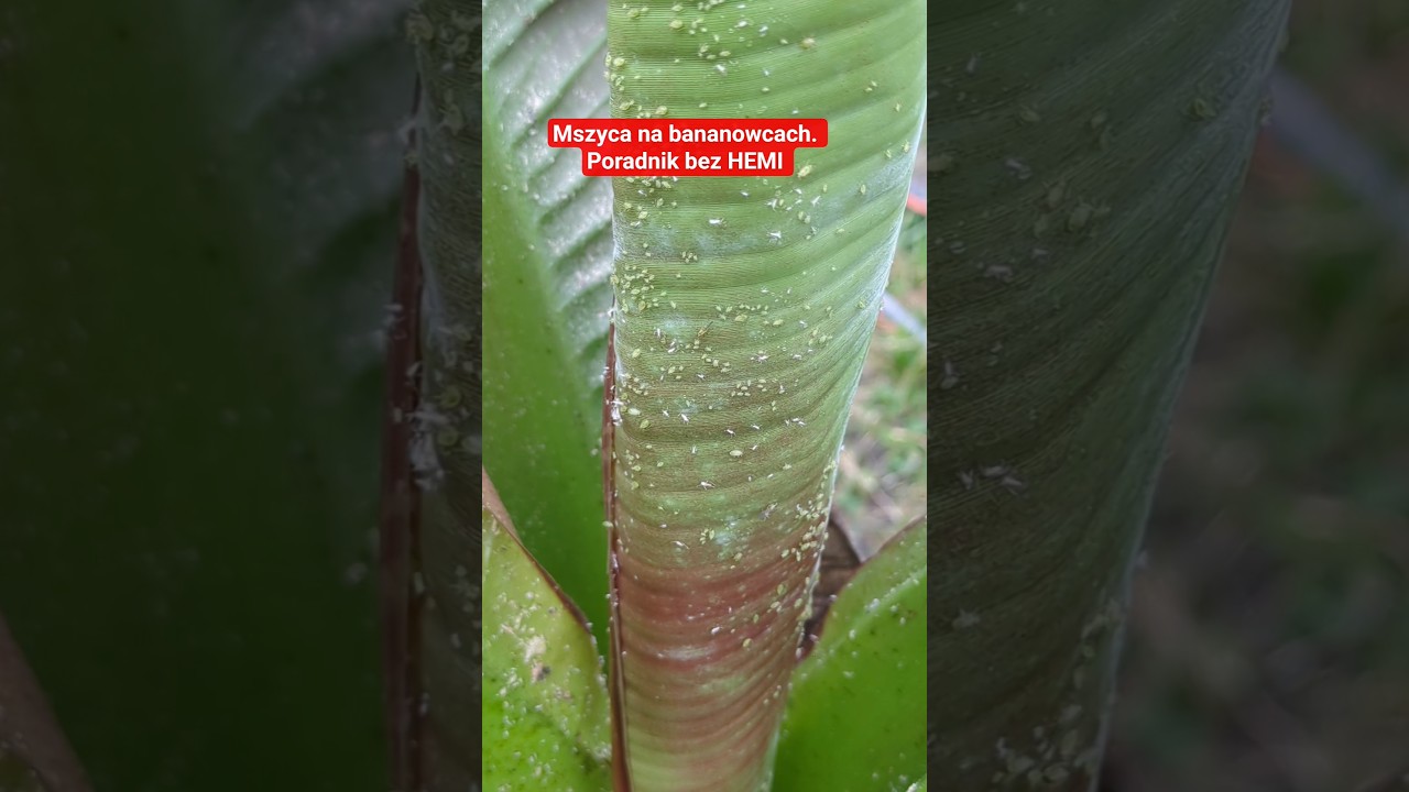 mszyca, robaki na bananowcach. #robaki #banan #maureli