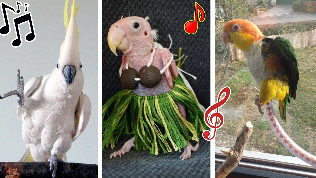 LORITOS BAILANDO | Los Loros más Bailadores!! 🎶🦜💃 Bailando Rock, Rap, Salsa, Bachata