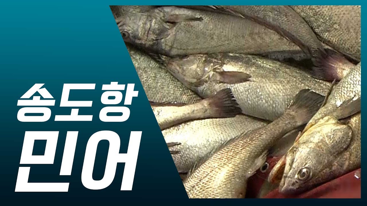 백성은 물론 임금의 보신까지 책임진 '민어'의 집산지 송도항
