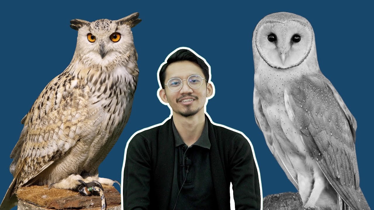 Beza Burung Pungguk dengan Burung Hantu