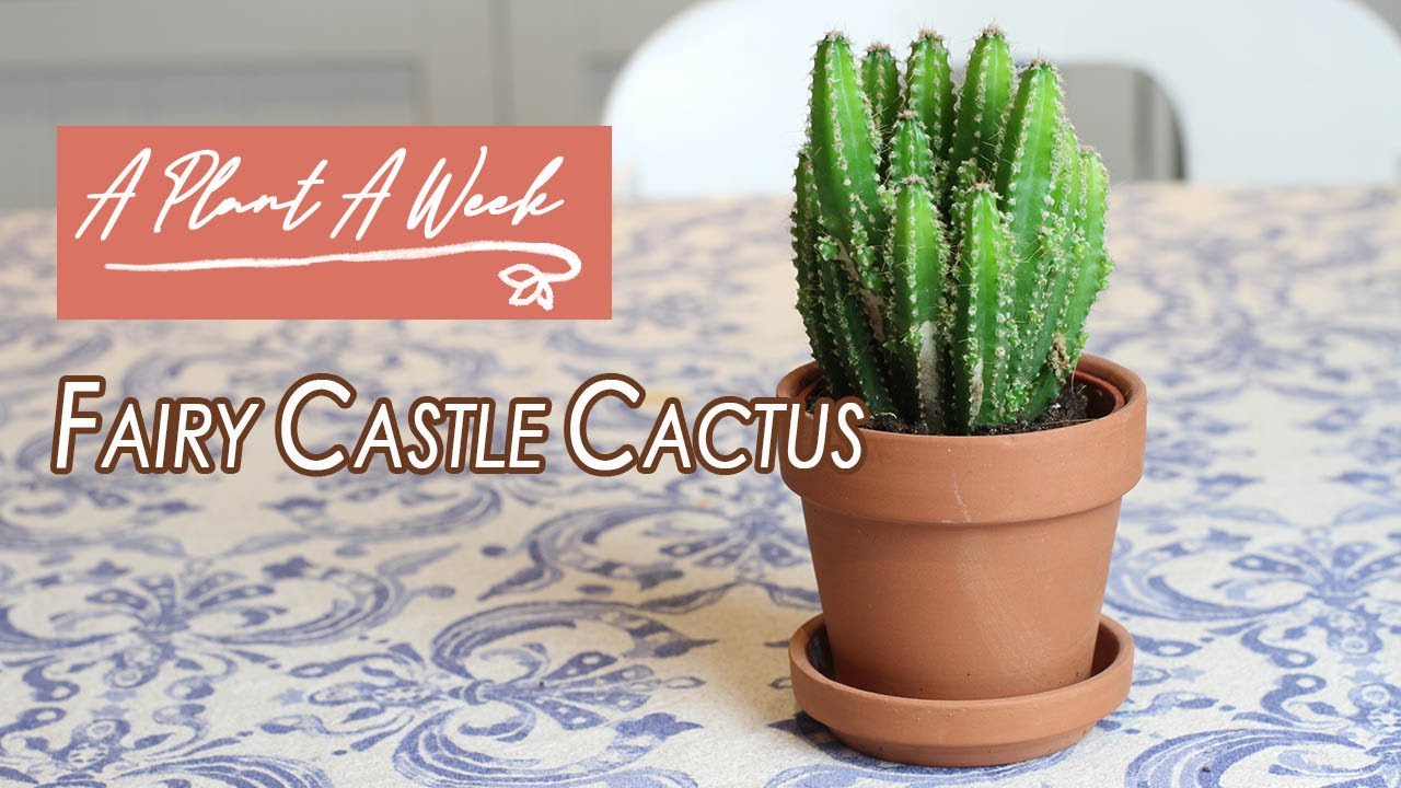 Fairy Castle Cactus Care | A Plant A Week