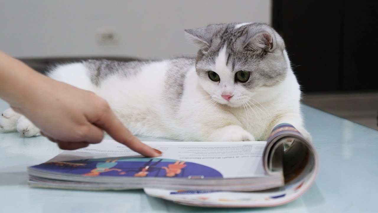 本に興味津々の猫のために特別な方法を試してみたらこうなっちゃいました…www