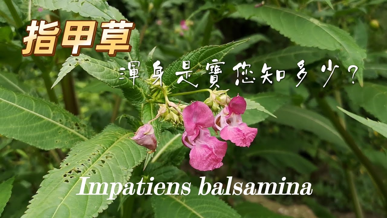 指甲草渾身是寶,您知道多少? 纤纤指甲染凤仙,美麗秀髮染海娜 花園裡的鳳仙草 不僅可以食用,還是著名的植物染發原料,具有醫療保健功能 這些您都知道嗎?可以吃的花園 第52集