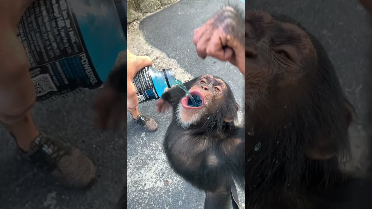 Powerade Monkey....drinking in slow motion #shorts