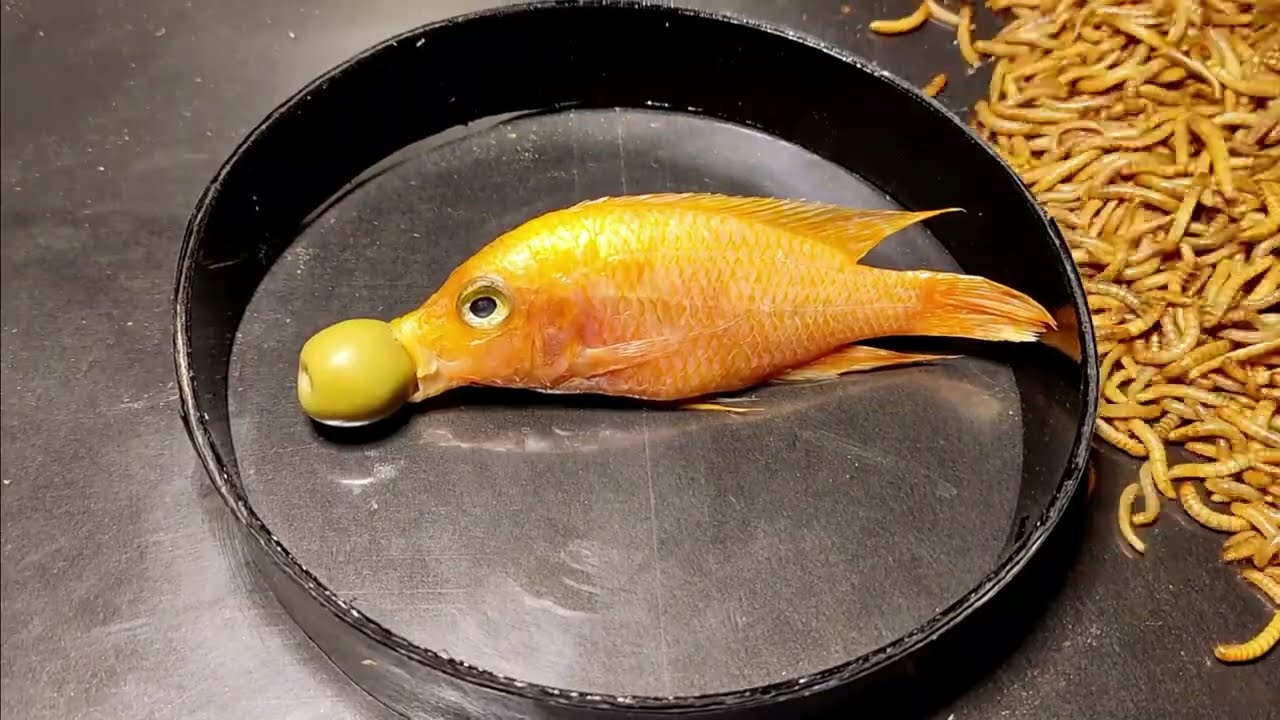 Fish vs mealworms /11000 superworms eating poisonous fish/mealworms time lapse