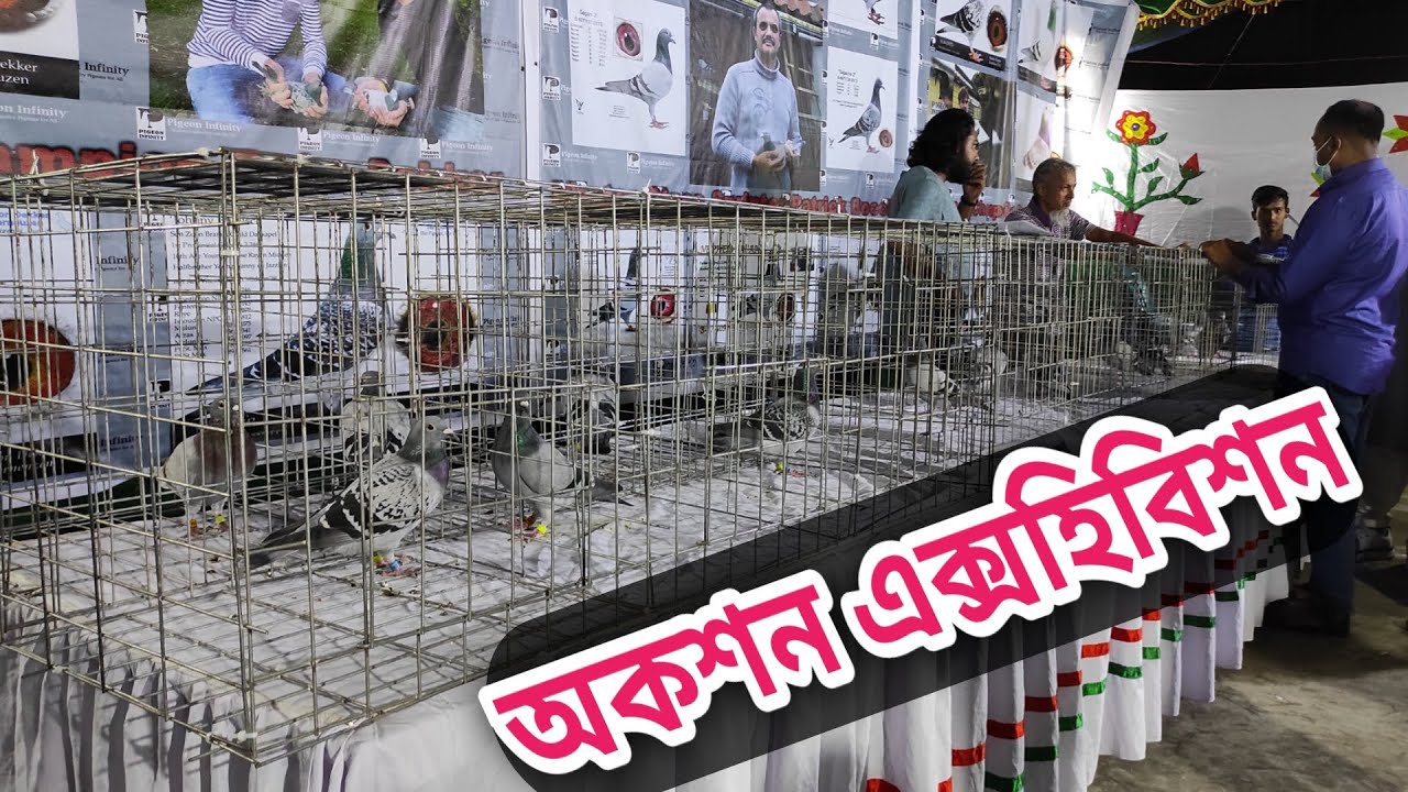 অনলাইন অকশন এক্সহিবিশন। Online Racing Pigeon Auction Exhibition