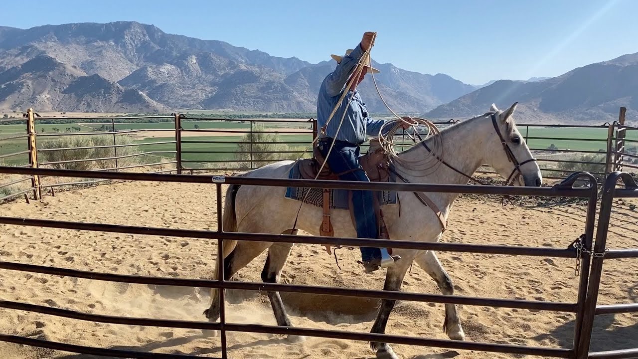 Horse Shopping 102 - plus some roping shots & advice
