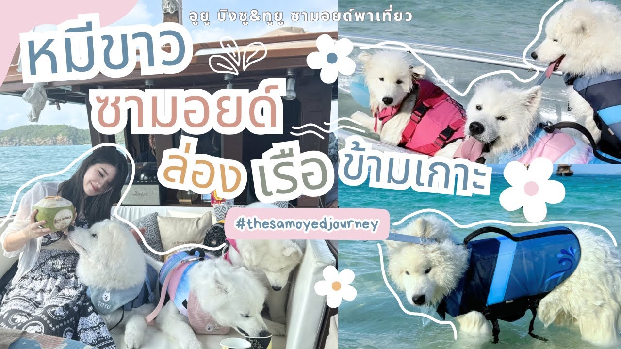 🐻‍❄️ซามอยด์พาเที่ยว EP.1 พาน้องหมาซามอยด์ล่องเรือข้ามเกาะครั้งแรก (บิงซู&ทูยู)