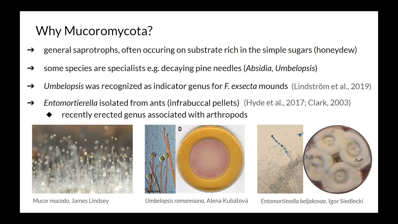 Michal Kochanowski - Is an ant mound a fortress for some fungi?