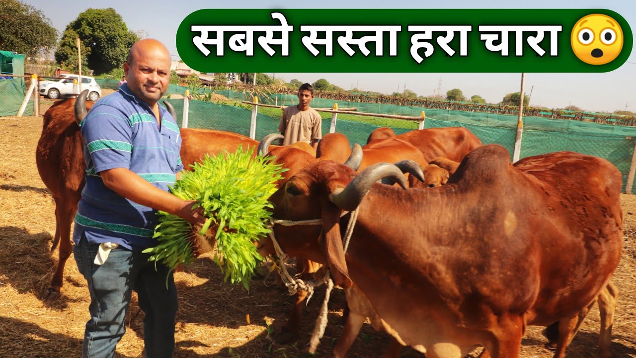 12 महीने होने वाला सस्ता चारा|Hydroponic Green Fodder for Dairy Farm in India 9561621500