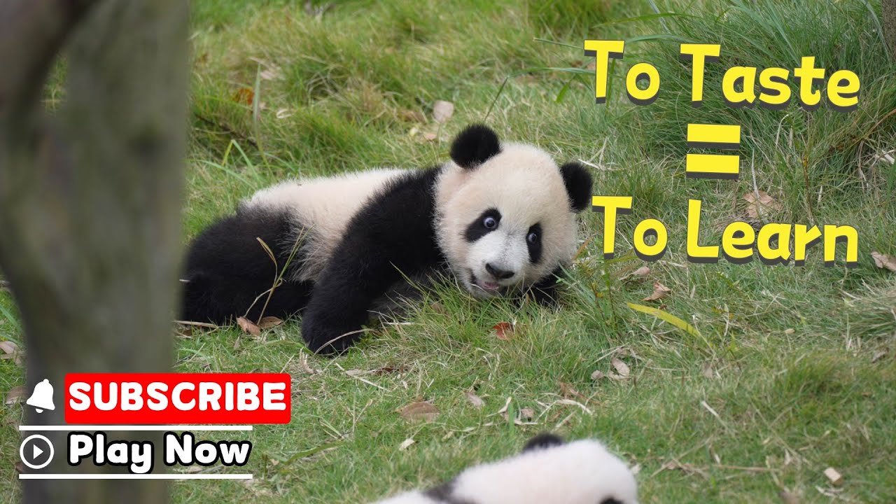 Panda Cubs&rsquo; World Exploration: A Taste Test With Their Mouths | iPanda