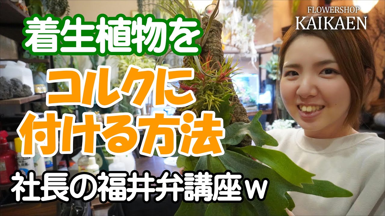 着生植物　コルクに　付ける方法　エアープランツ　ビカクシダ　固まる土　造形君【おうちでガーデニング】【おうちでグリーン】開花園チャンネル