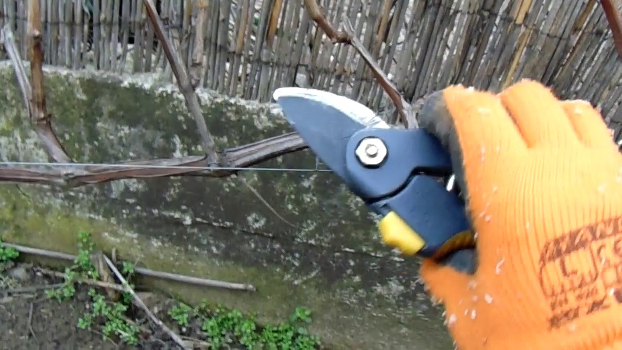 A szőlő metszése egyszerűen,érthetően  S02E14