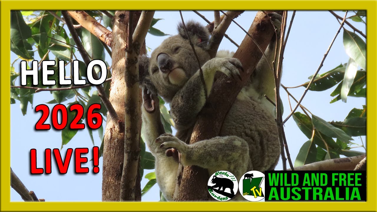 Starting 2026 with Valentine at Koala Gardens LIVE