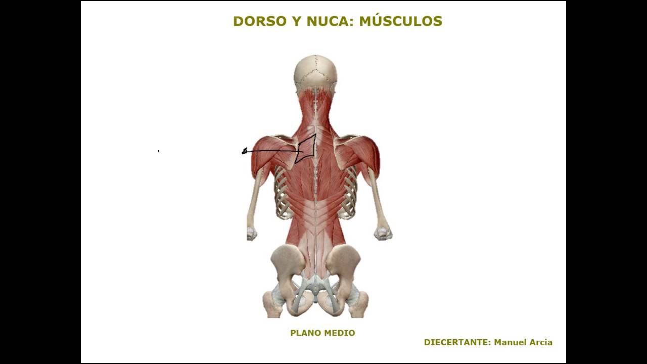 DORSO IV: MÚSCULOS