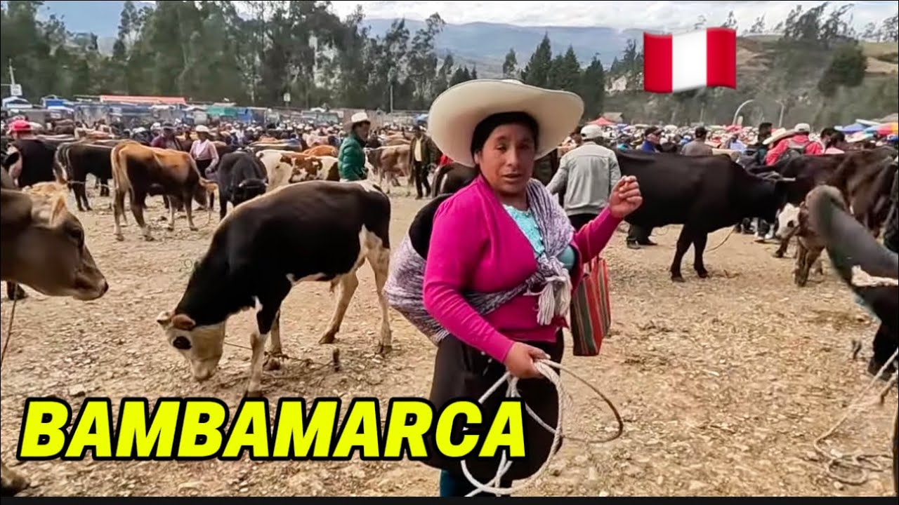 Así es la FERIA ganadera de BAMBAMARCA | Perú 🇵🇪